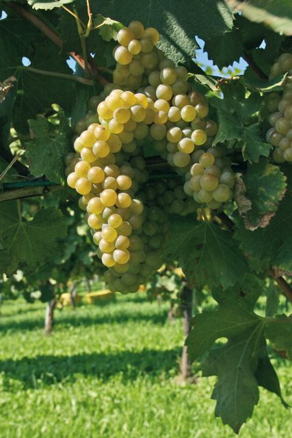 From Naples: Irpinia Wine Tour with 6 Tastings - Key points to know before booking