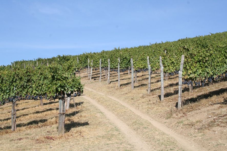 From Naples: Irpinia Wine Tour with 6 Tastings - Why Irpinia is worth a full day from Naples