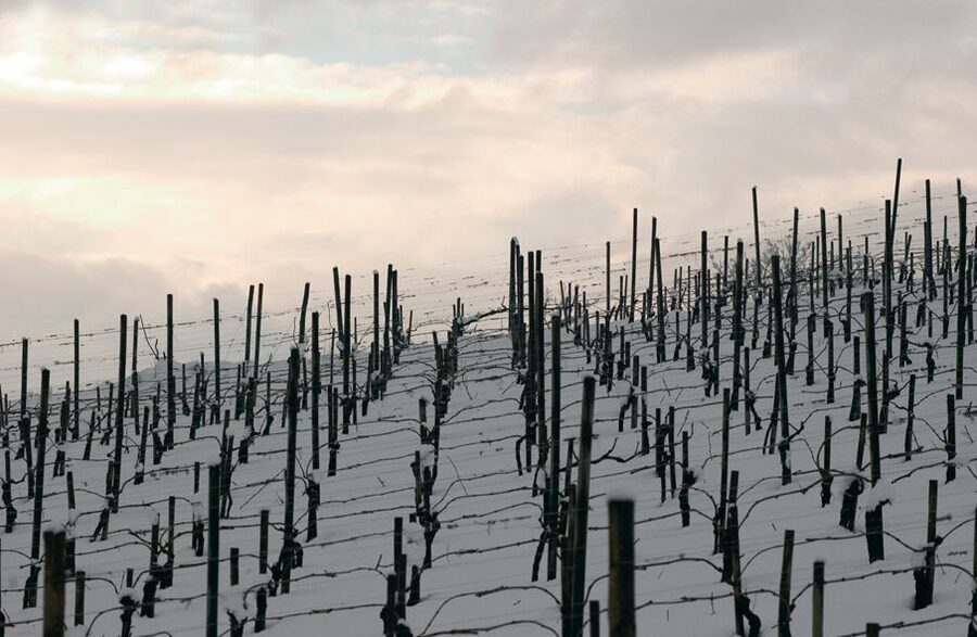From Naples: Irpinia Wine Tour with 6 Tastings - What the six tastings really include
