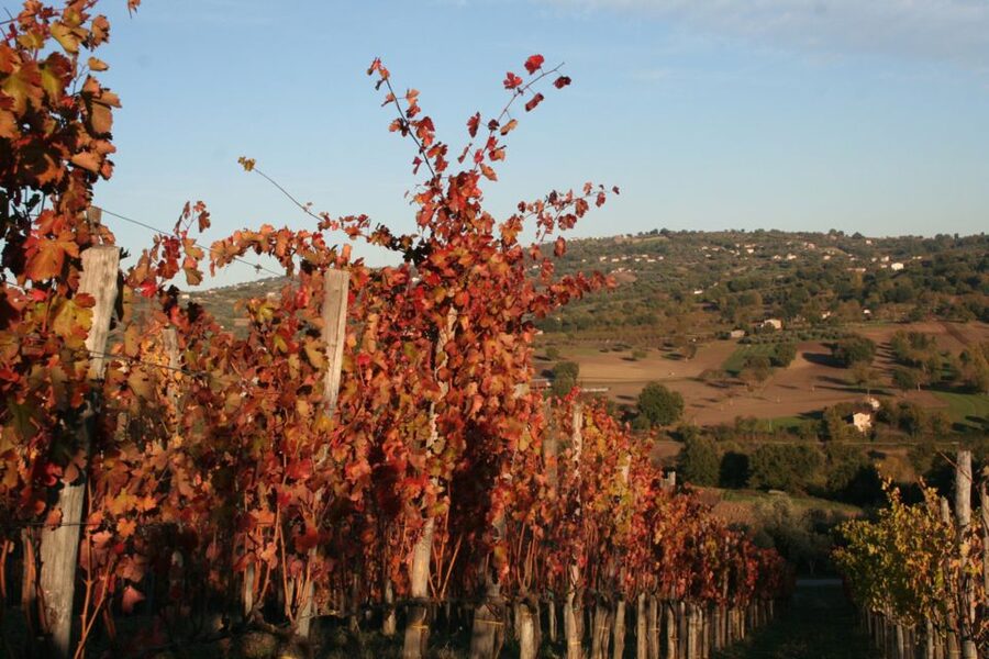 From Naples: Irpinia Wine Tour with 6 Tastings - Lunch is the one point to plan carefully