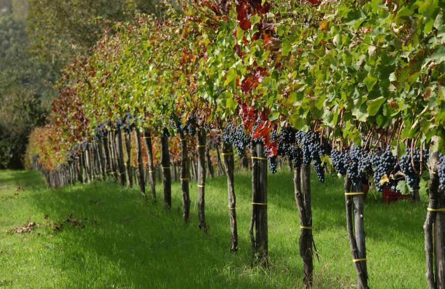From Naples: Irpinia Wine Tour with 6 Tastings - The guide can shape the whole day
