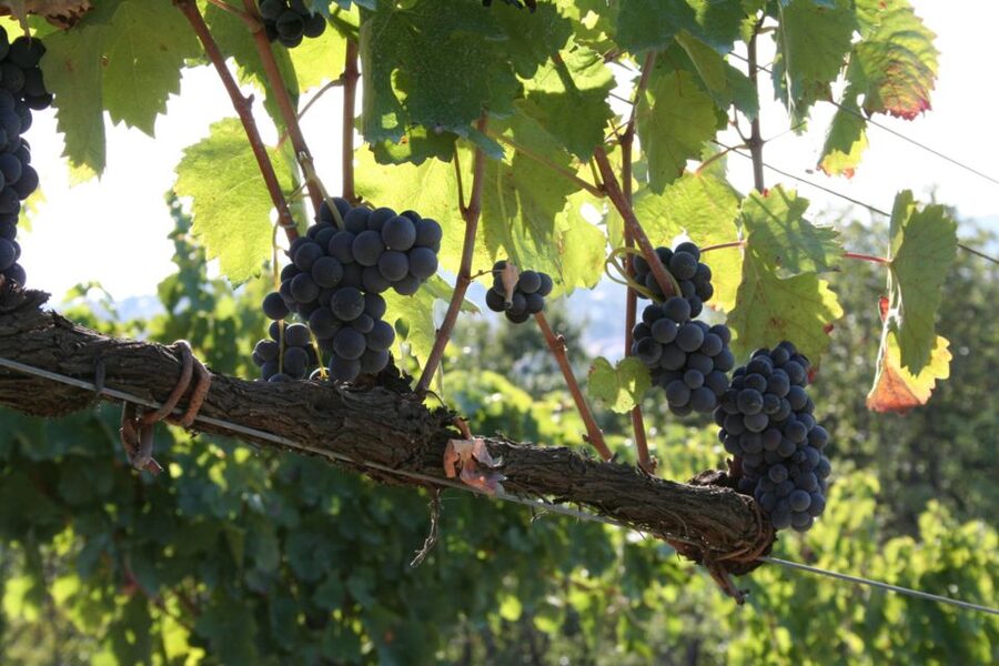 From Naples: Irpinia Wine Tour with 6 Tastings - Is $220.84 good value?