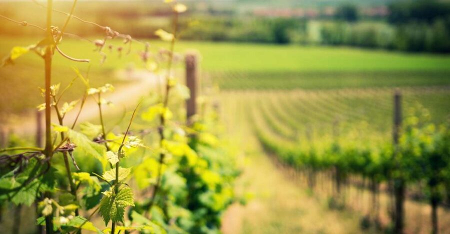 From Naples: Pompeii and Wine Tasting Tour with Lunch - Why this Pompeii and wine pairing works