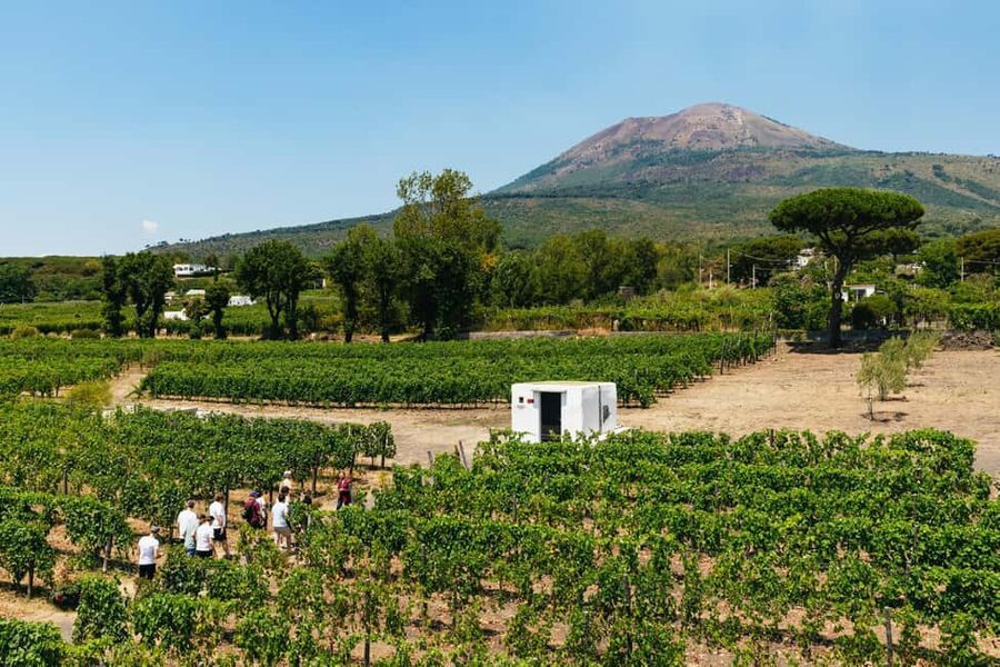 From Naples: Wine Tasting Tour on Vesuvius Slopes with Lunch - Key points before you book