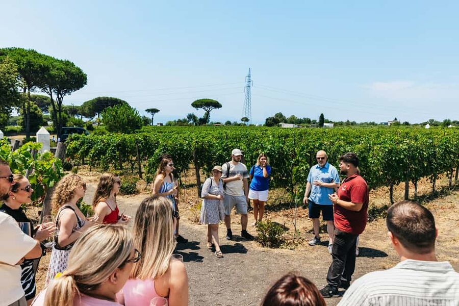From Naples: Wine Tasting Tour on Vesuvius Slopes with Lunch - Returning to Naples and planning your day