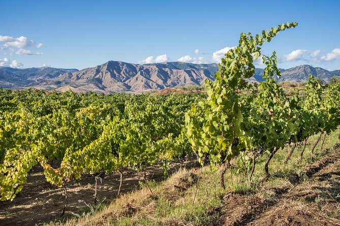 History & Local Wines: Amphitheater, Mitrium and Winery Visit - A winery near Vesuvius changes the pace