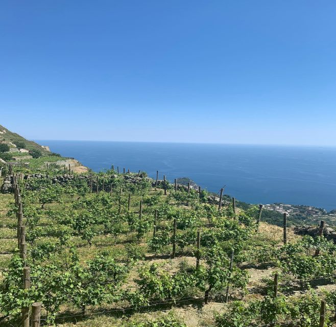 Ischia: Vineyard Tour & Wine Tasting Experience w/ Transfers - Roberta and the value of an English guide