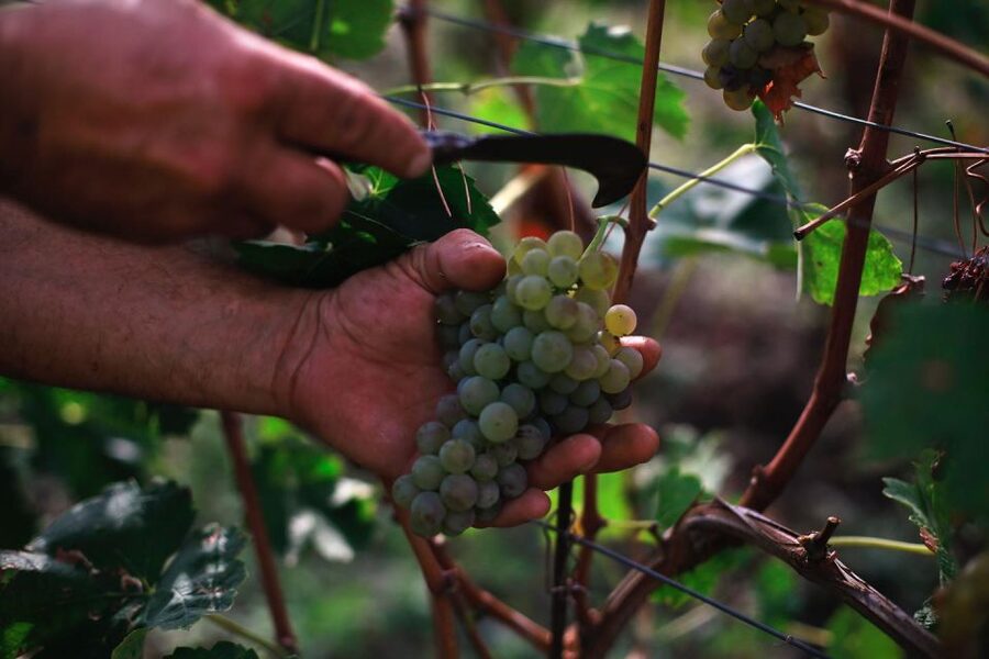 Ischia: Vineyard Tour & Wine Tasting Experience w/ Transfers - The 30-minute ride from your hotel