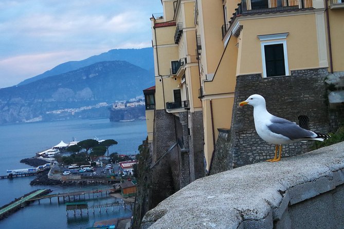 Minivan Tour | Positano Sorrento and Pompeii whit local driver - The driver makes or breaks this experience