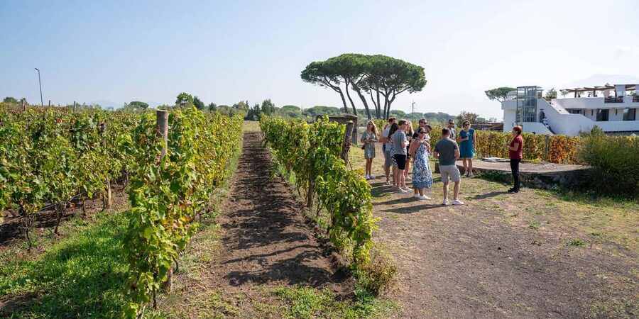 Mount Vesuvius: 5 Wine Tastings with Tour & Lunch Included - Is two hours enough?