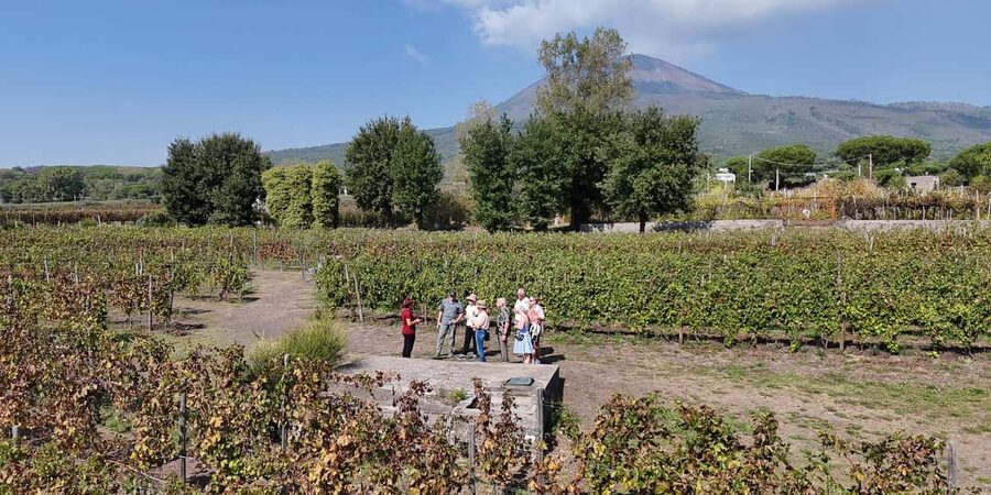 Mount Vesuvius: 5 Wine Tastings with Tour & Lunch Included - Value at $74.26 per person