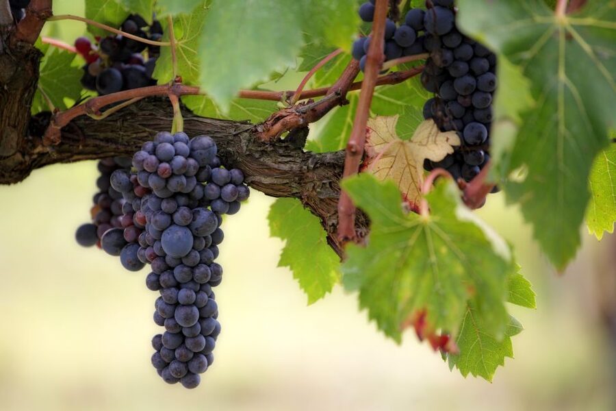 Naples: Vesuvius Half-Day Trip with Lunch and Wine Tasting - Lunch and volcanic wine on Vesuvius