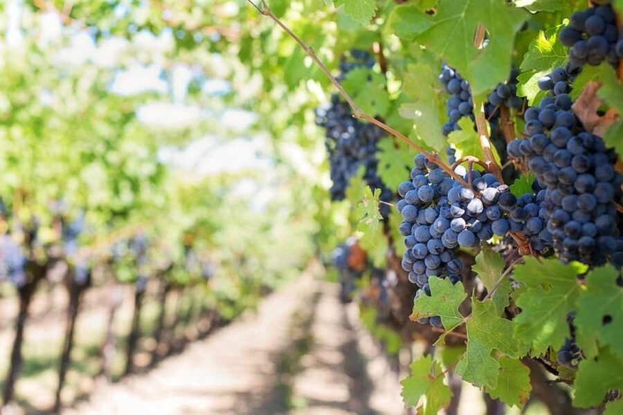 Naples: Vesuvius Half-Day Trip with Lunch and Wine Tasting - Leaving Naples by coach
