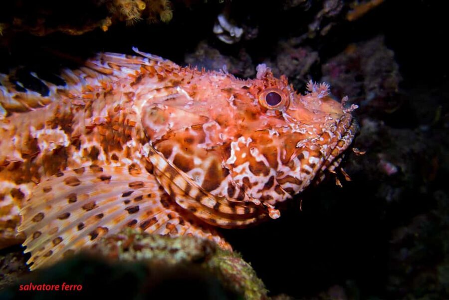 Napoli: Discover Scuba Diving in the Park of Baia - The one-hour lesson: equipment, breathing, and water behavior