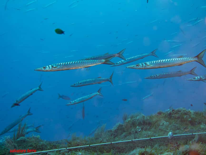Napoli: Discover Scuba Diving in the Park of Baia - What the $45.31 price really covers