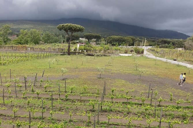 Pompeii & Wine Tasting : Private Day Trip from Naples - Is $240.32 per person a fair price?