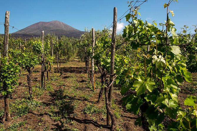 Pompeii with Wine Tasting and Lunch from Naples - Key points to know before booking