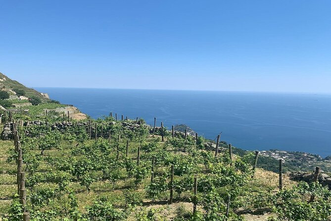 Premium Ischia Wine Tasting Experience with Transfer Included - Inside the cellars and production area