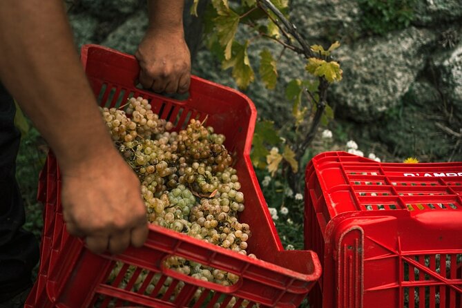 Premium Ischia Wine Tasting Experience with Transfer Included - Timing, group size, and weather