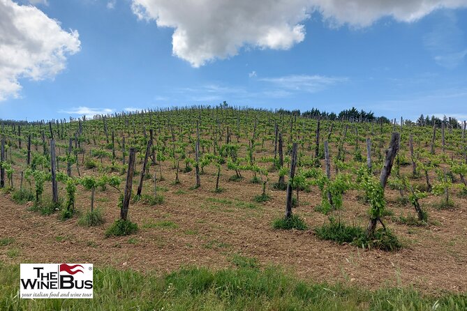Private Irpinia Wine Tour from NAPLES with sommelier - Key points at a glance