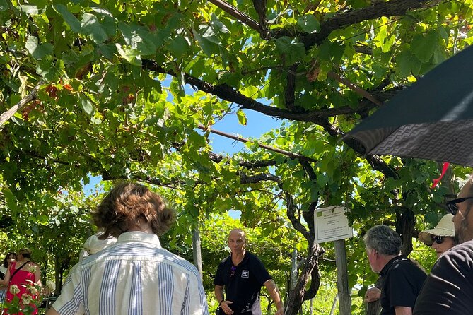 Private Natural Wine Vs Byodinamic and Organic Wine Tour - Andrea’s role and the value of a private guide