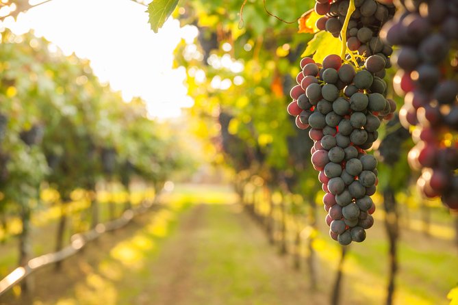 Private Tour: Pompeii & Wine Tasting at the Slopes of Mt Vesuvius - The private minivan pickup from Naples or the Amalfi Coast