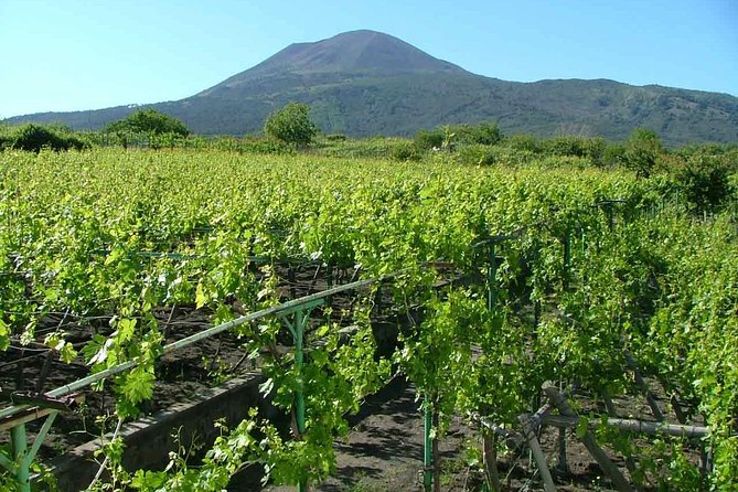 Private Tour: Pompeii & Wine Tasting at the Slopes of Mt Vesuvius - Lunch and Lacryma Christi on the slopes of Vesuvius