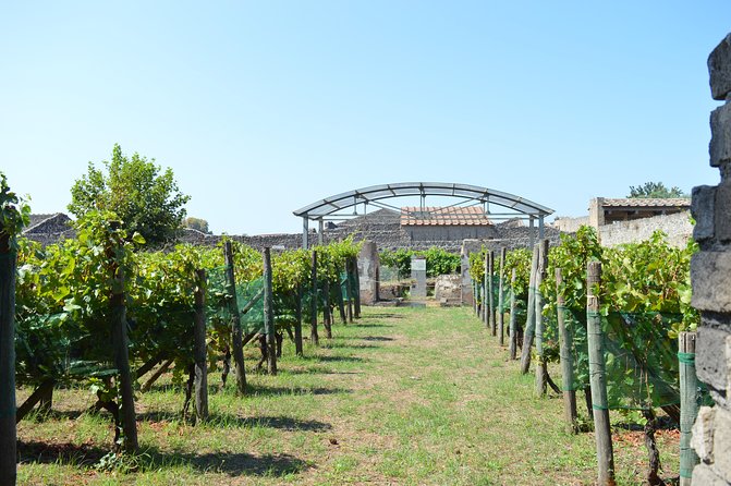 Private Tour: Pompeii & Wine Tasting at the Slopes of Mt Vesuvius - Should you book this Pompeii and wine tour?