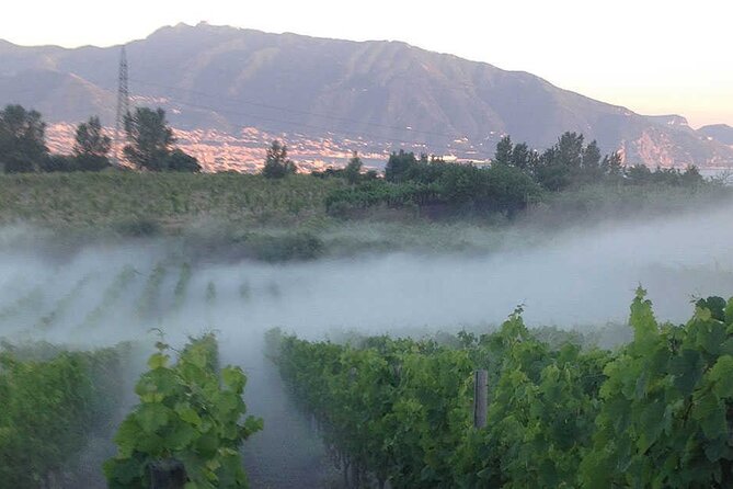 Private Wine Tour,lunch,8 wines, dedicated sommelier and trasport - A 50-minute walk through Sorrentino’s vineyard