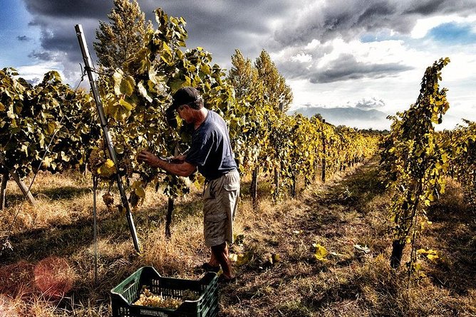 Scenic Wine Tasting & Lunch on the Slopes of Vesuvius from Naples - Key points at a glance
