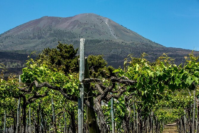 Scenic Wine Tasting & Lunch on the Slopes of Vesuvius from Naples - A Campania lunch with wine at every course