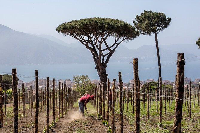 Scenic Wine Tasting & Lunch on the Slopes of Vesuvius from Naples - What the wine tasting actually teaches you