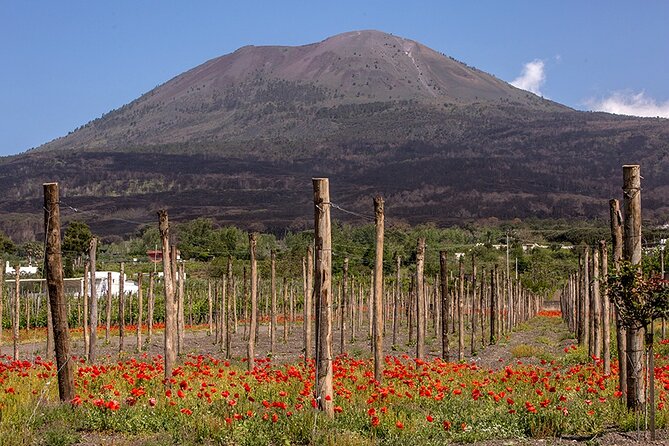 Scenic Wine Tasting & Lunch on the Slopes of Vesuvius from Naples - Is $108.84 good value?