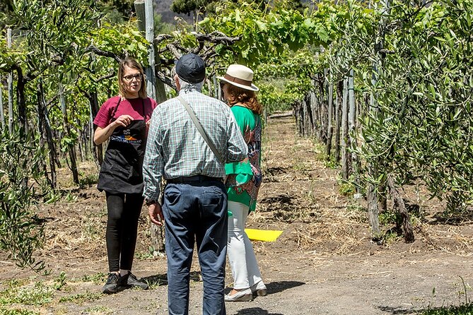 Scenic Wine Tasting & Lunch on the Slopes of Vesuvius from Naples - FAQ