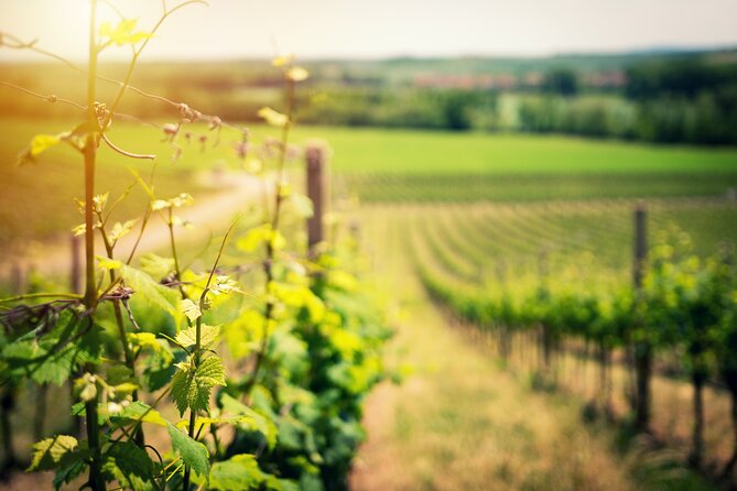 Scenic Wine Tasting & Lunch on the Slopes of Vesuvius from Naples - Walking the vineyard and seeing how Vesuvius shapes the wine