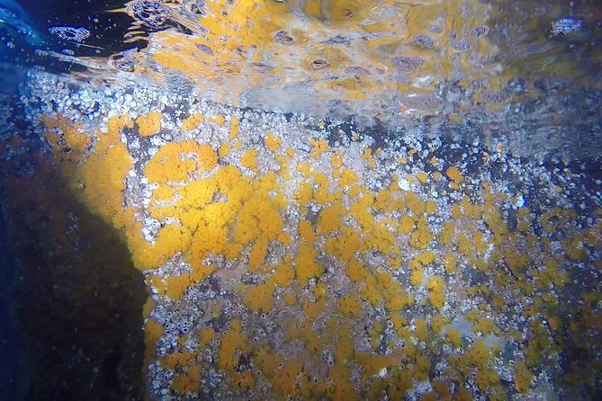 Snorkeling among the Underwater Caves of Ischia Ponte - The Aragonese Castle and the bubbling seabed