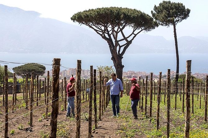 Vesuvio Gran cono + Wine Tasting & Lunch + Transfer from Naples - The Russo family winery since 1930