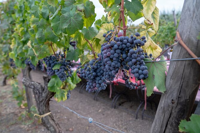 Vesuvius Wine Tasting Experience with Lunch Included - Pastiera, Passito, and the final tasting