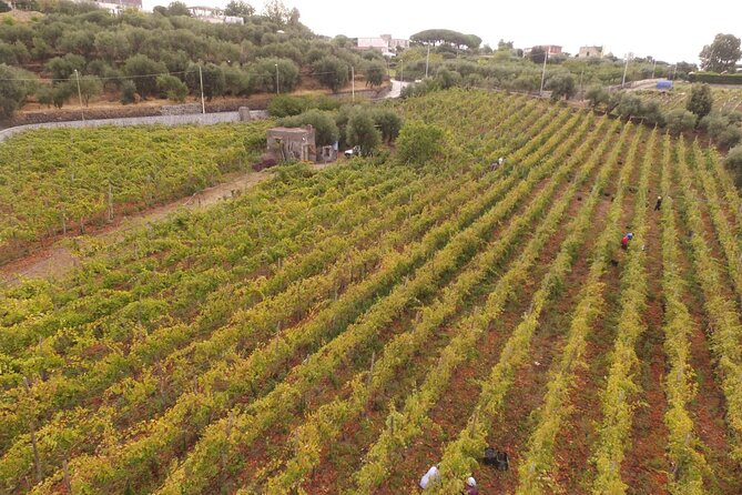 Vesuvius wine tasting with company tour - Walking the terraced vineyards near Ercolano