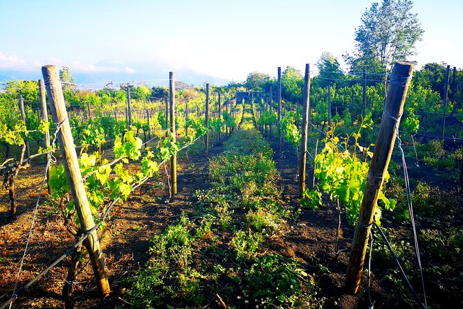Visit 2 wine producers with tasting and transportation included - Key points at a glance