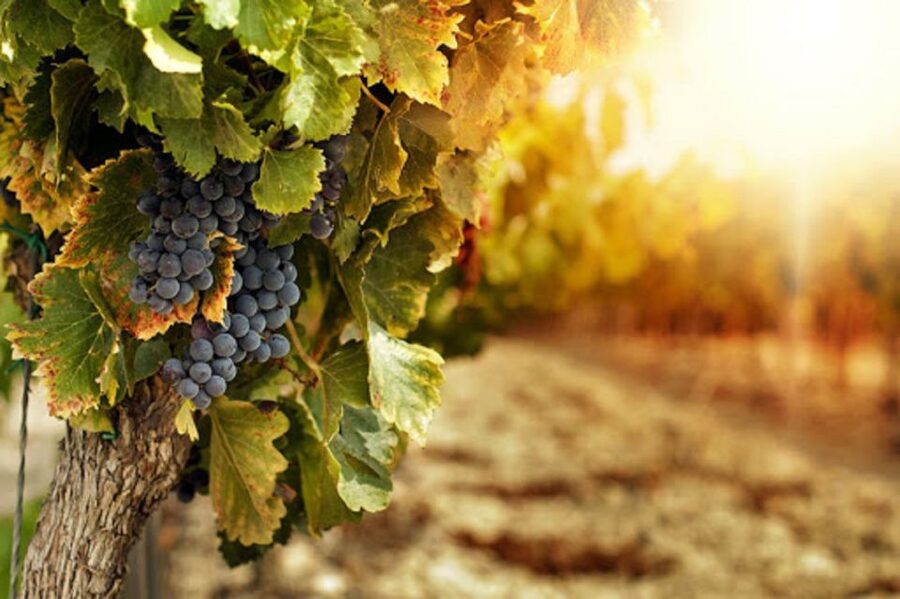 Wine Tasting Experience on the slopes of Vesuvius - Key points at a glance