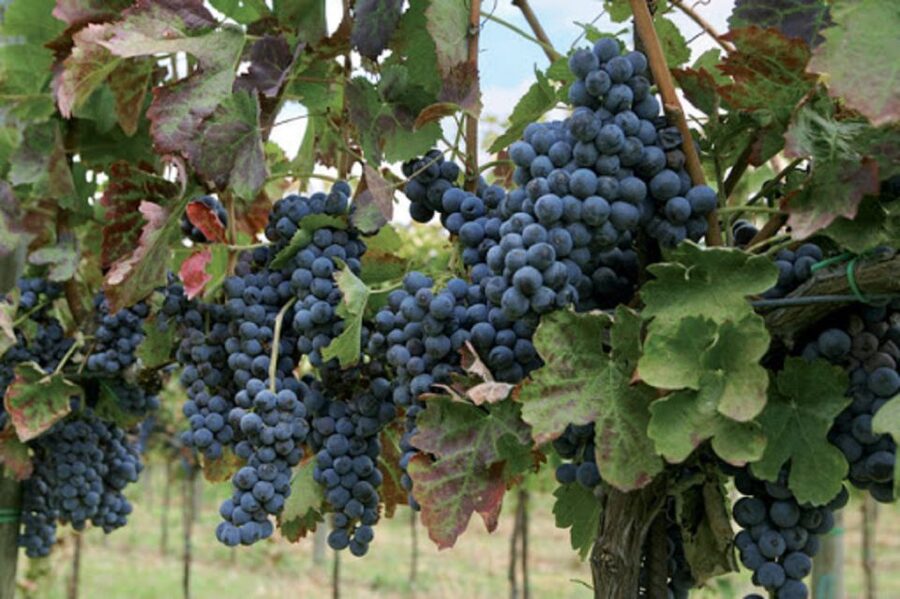 Wine Tasting Experience on the slopes of Vesuvius - Leaving Naples for Mount Vesuvius