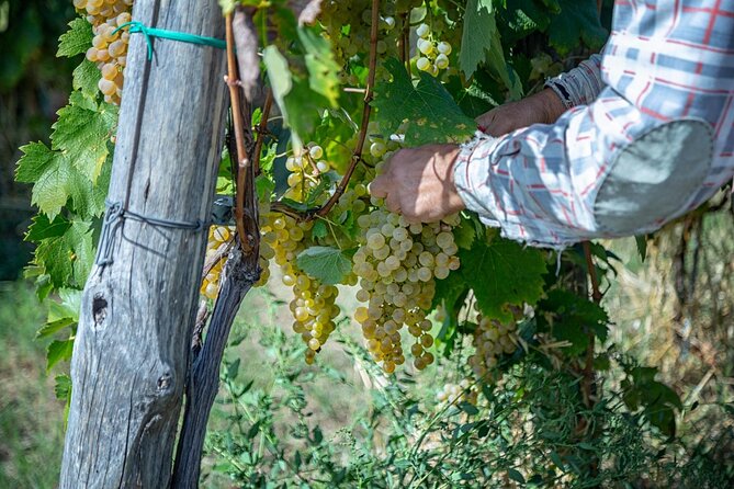 Wine Tasting in Campi Flegrei from Naples - Four wines and a farmhouse table