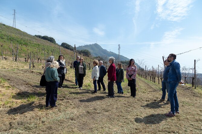 Wine Tasting in Campi Flegrei from Naples - Leaving Naples from Piazza Garibaldi