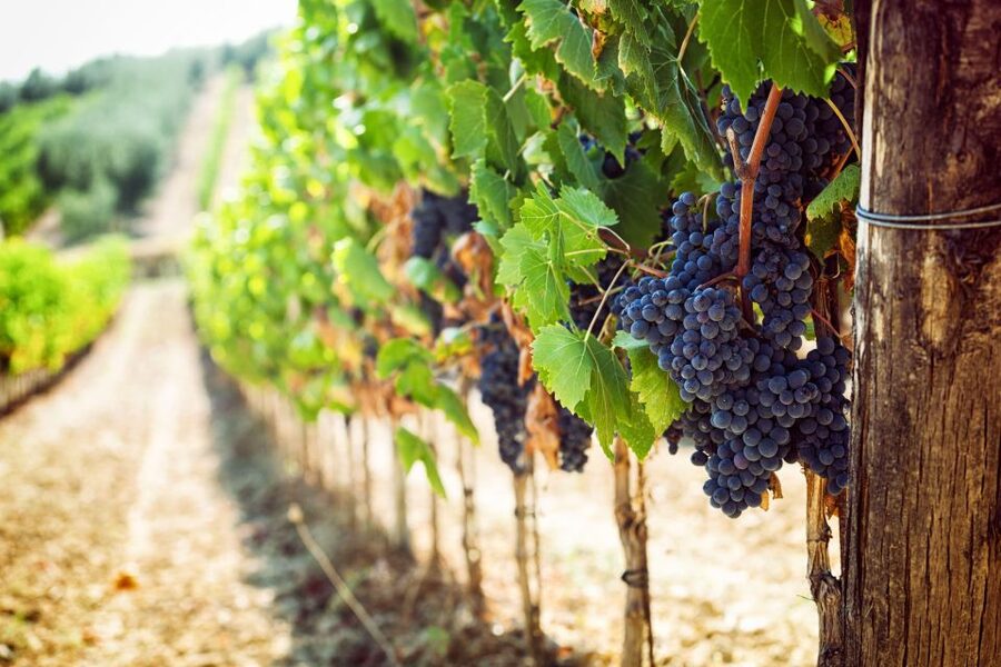 Wine tasting in the Vesuvius National Park - Entering the centuries-old wine cellars