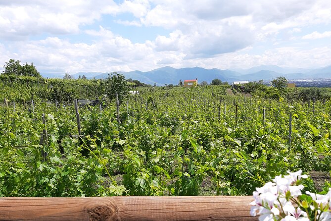 Wine Tour and Lunch with Winetasting and Vineyard Visit - What arrives at the table