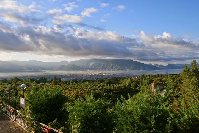 Wine Tour and Lunch with Winetasting and Vineyard Visit - Why the lunch pairing matters