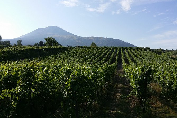 Wine Tour and Lunch with Winetasting and Vineyard Visit - The $186 price and what it buys you
