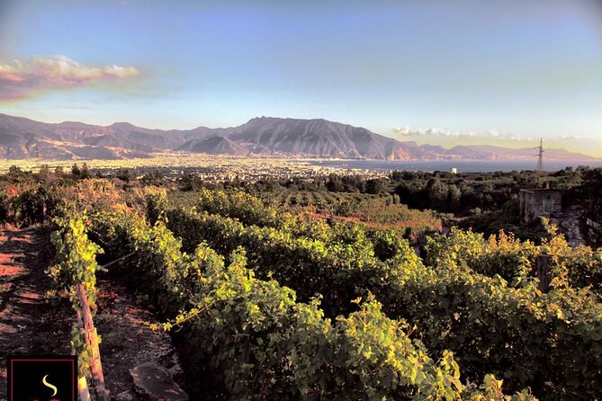 Wine Tour and Lunch with Winetasting and Vineyard Visit - Walking through the vines with a local guide